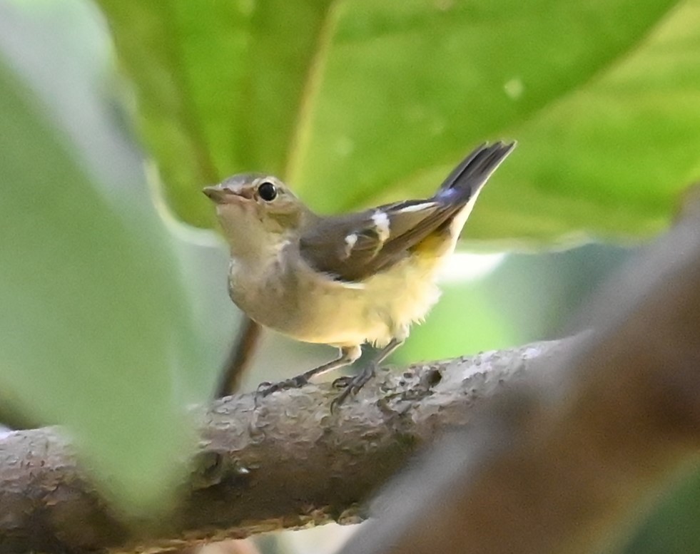 Yellow-rumped Flycatcher - ML645757776