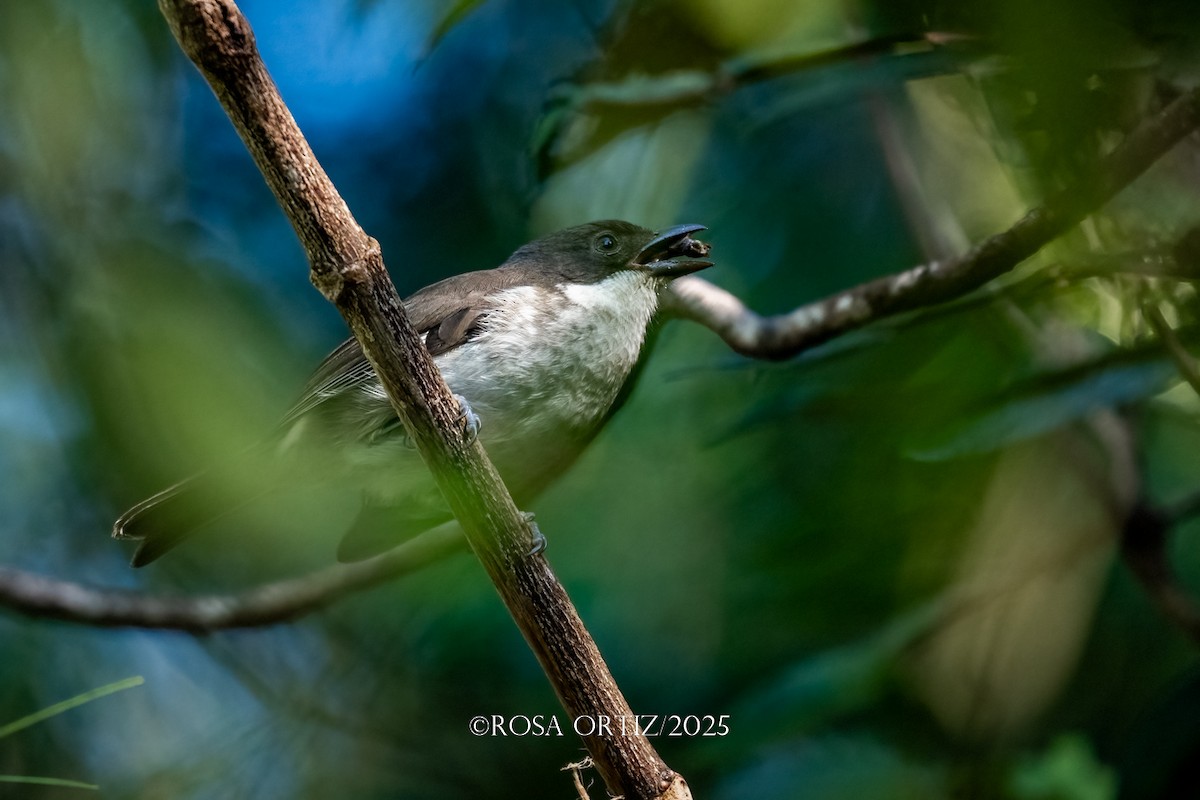 Tangara Puertorriqueña - ML645757777