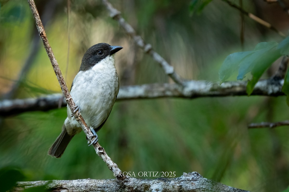 Tangara Puertorriqueña - ML645757778