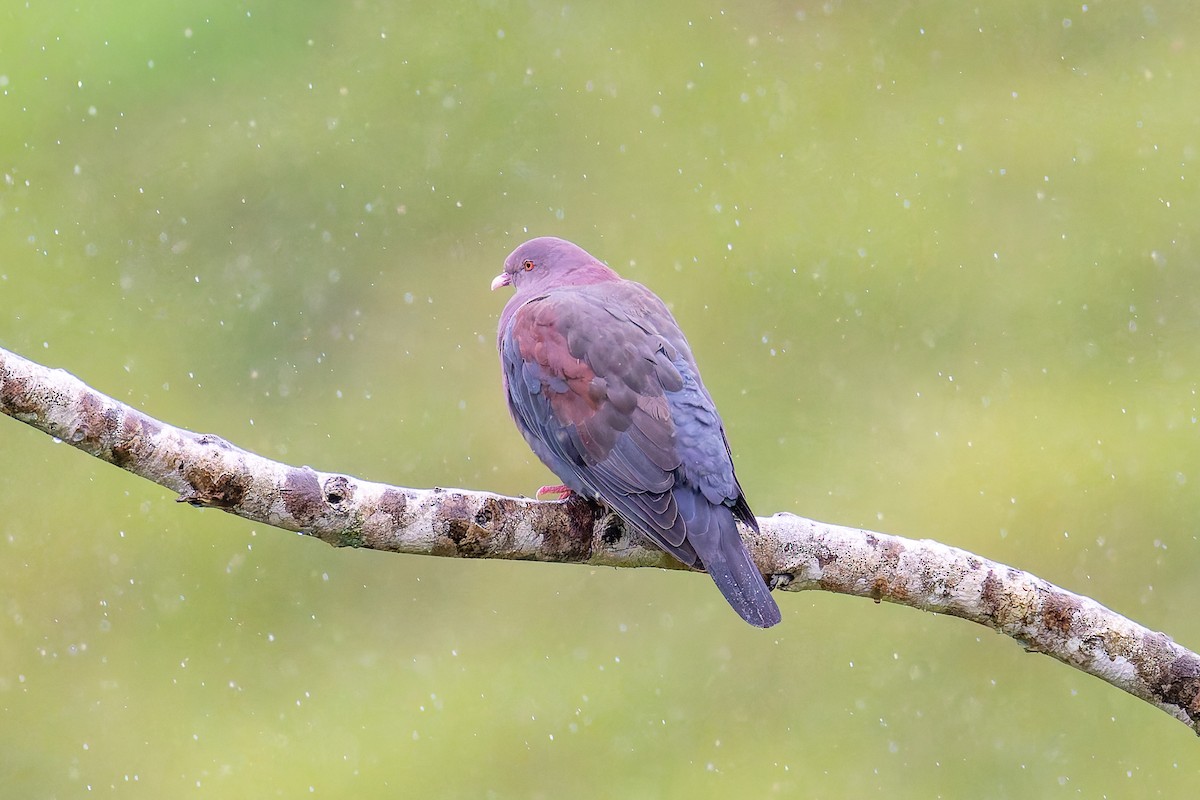 Red-billed Pigeon - ML645757781