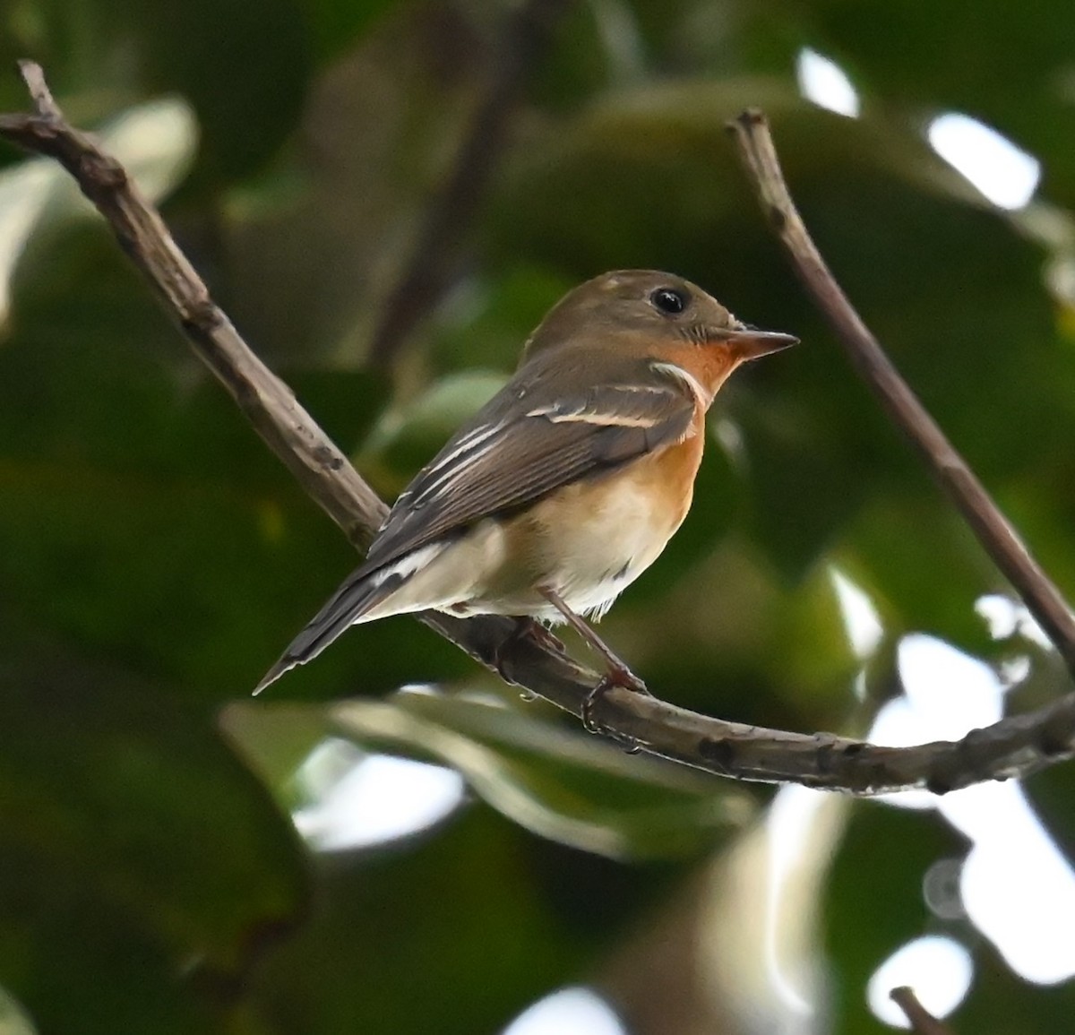 Mugimaki Flycatcher - ML645757784