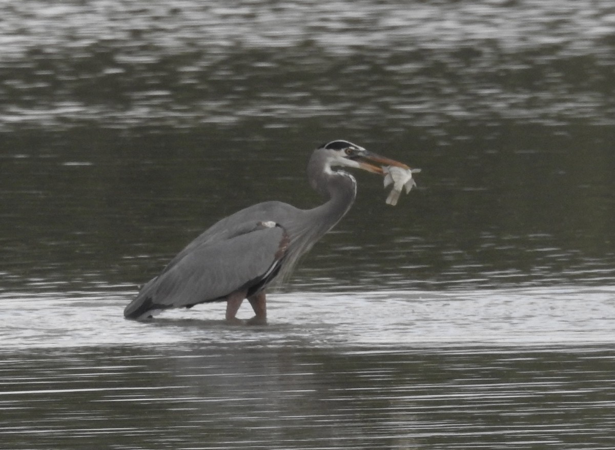Grand Héron - ML645757787