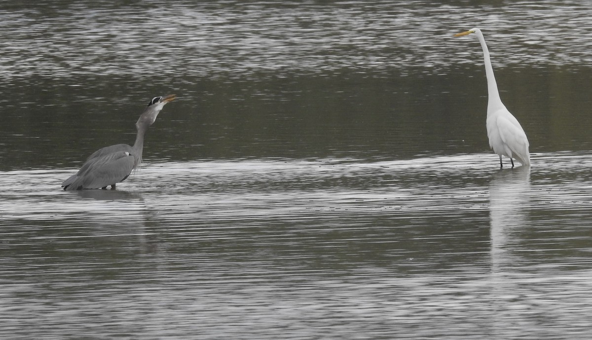 Большая голубая цапля - ML645757791