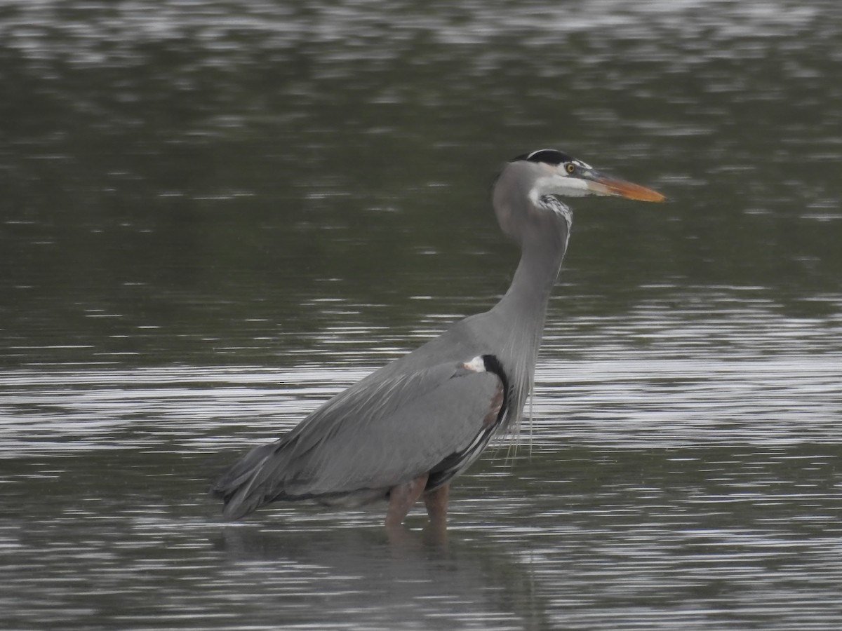 Grand Héron - ML645757792