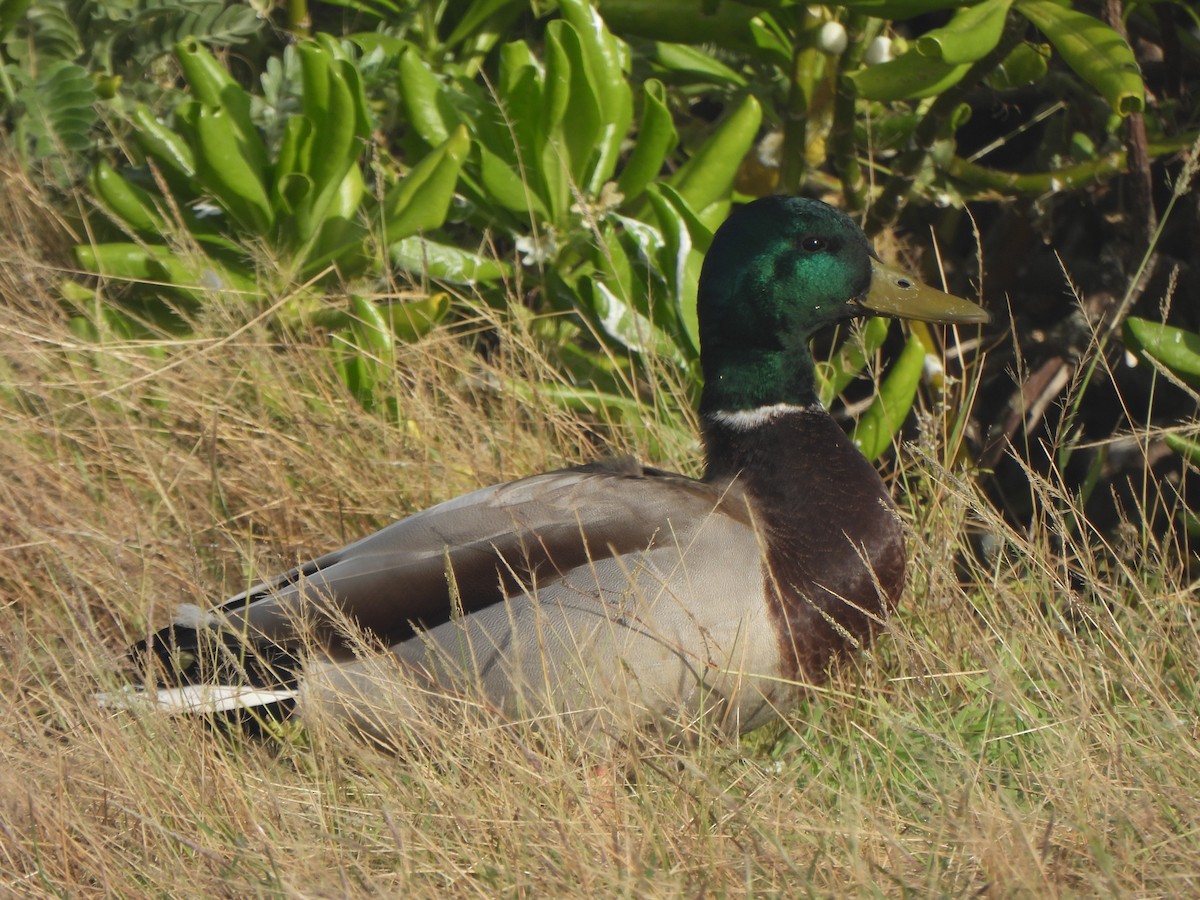 Кряква - ML645757793