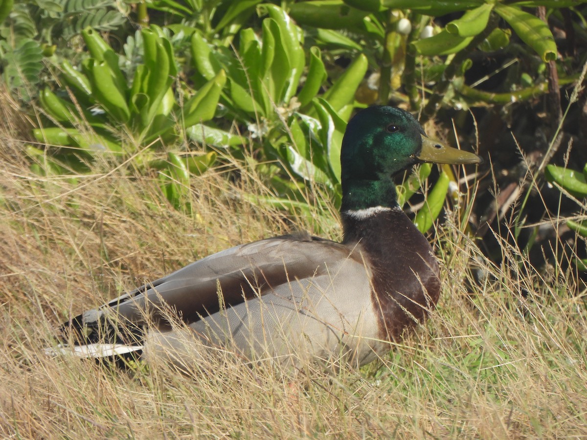 Кряква - ML645757795