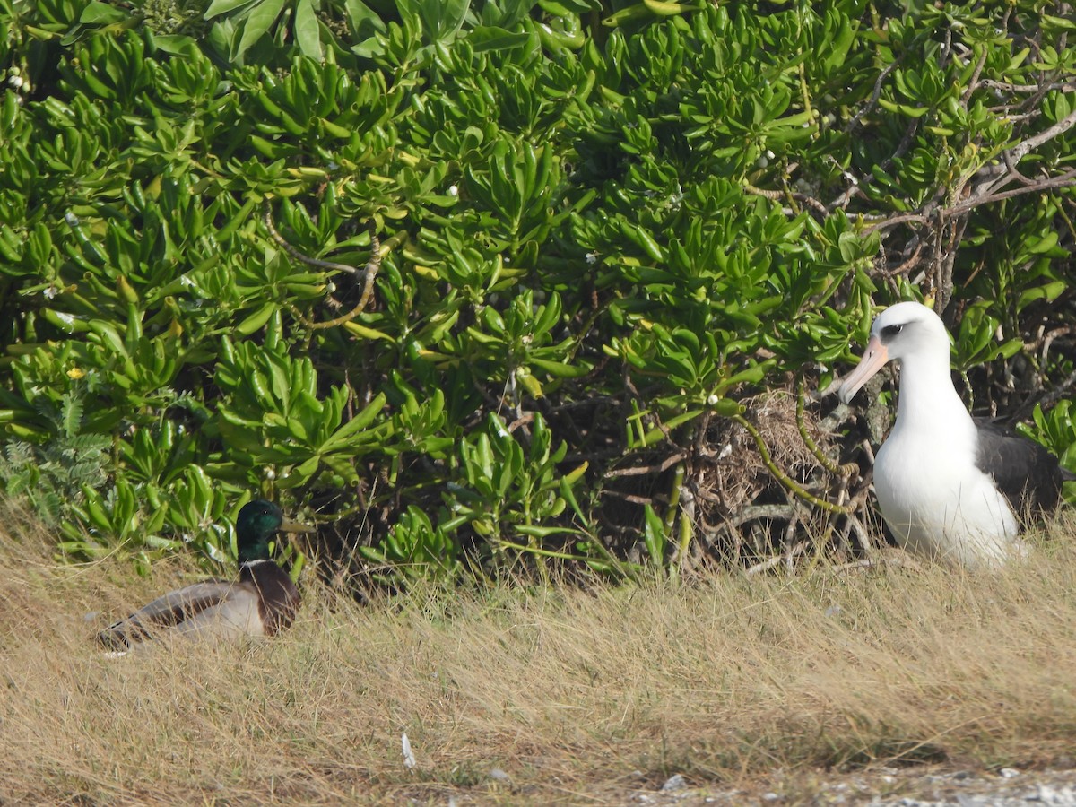 Кряква - ML645757797