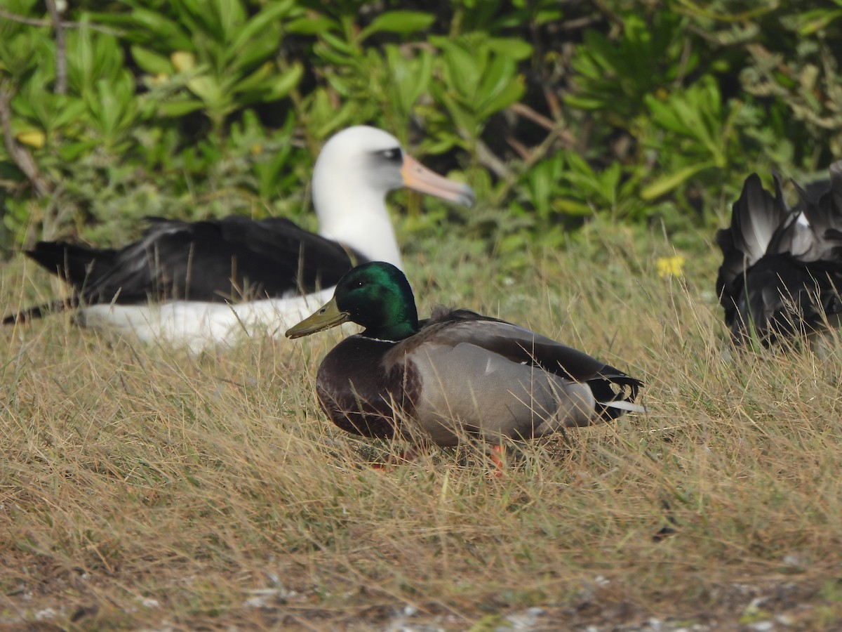 Кряква - ML645757798