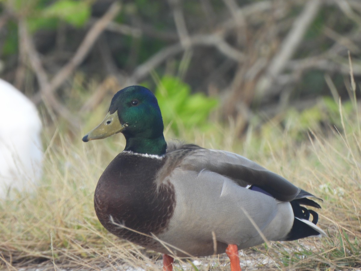 Кряква - ML645757799