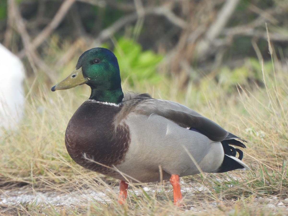 Кряква - ML645757800