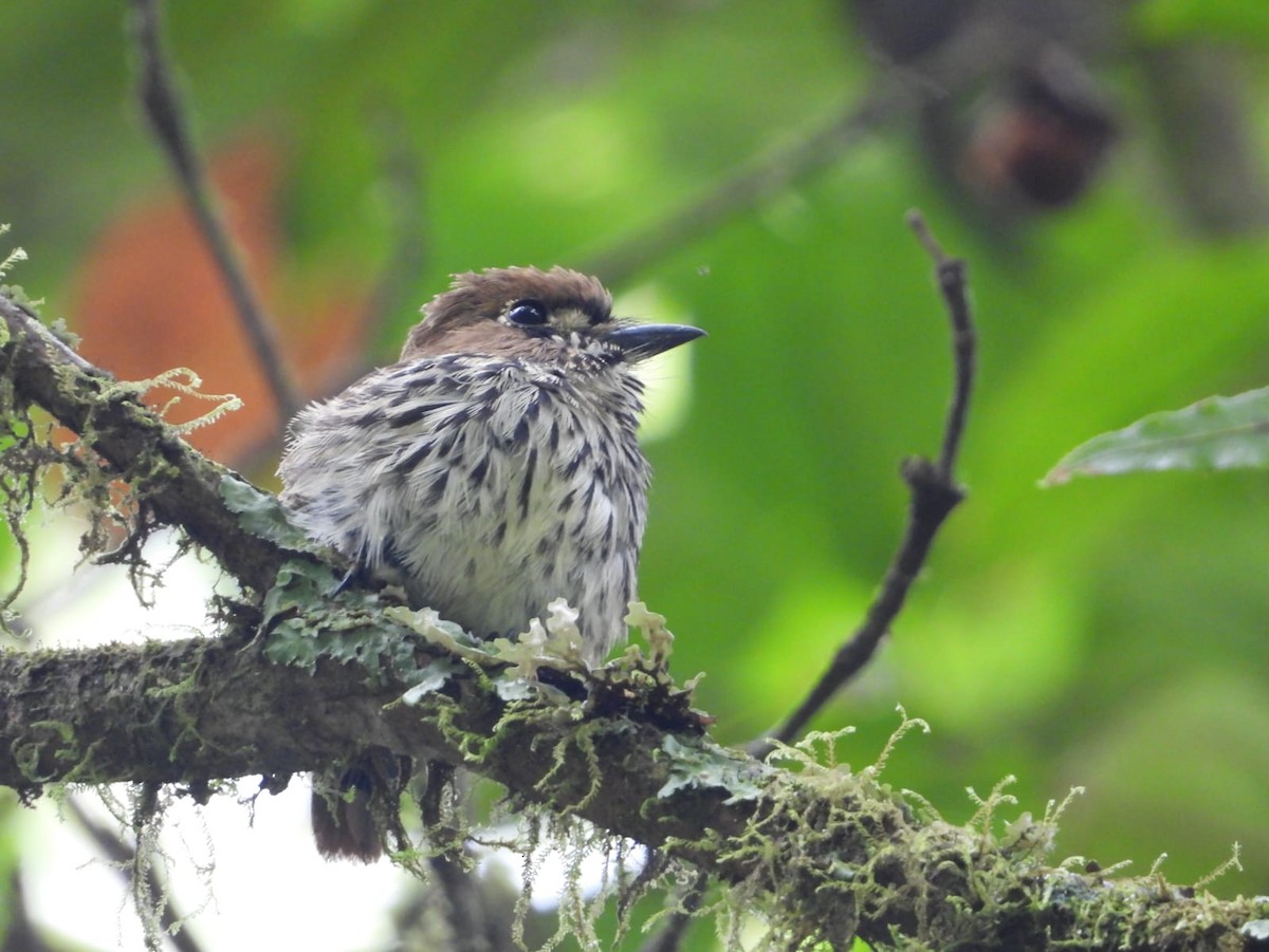 Lanceolated Monklet - ML645757801
