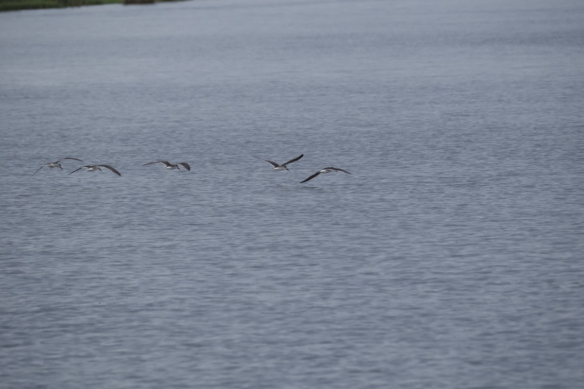 Африканский водорез - ML645757804