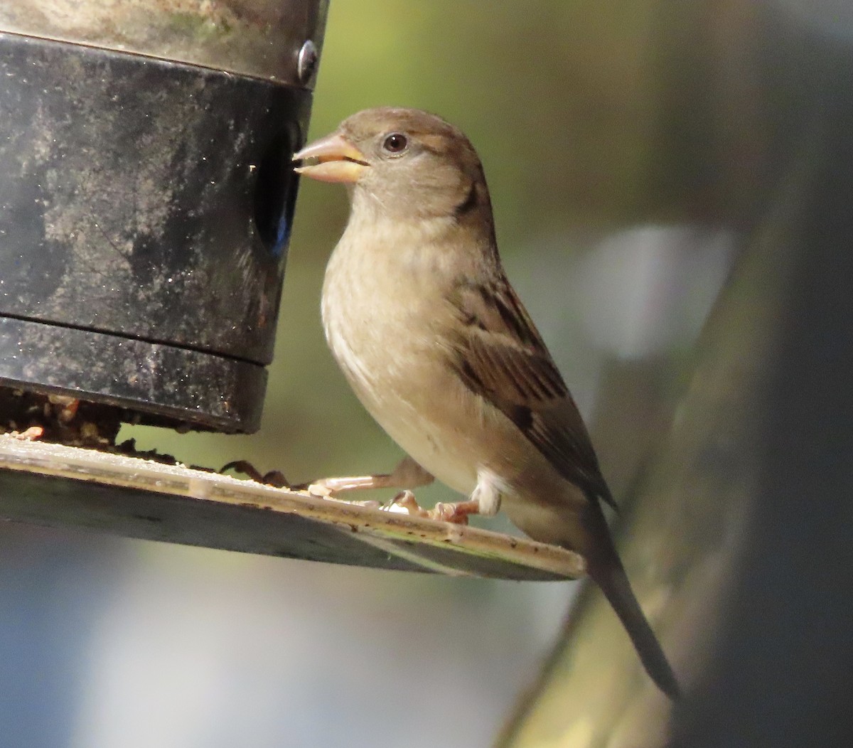 Домовый воробей - ML645757805