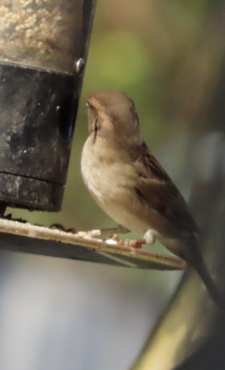 Домовый воробей - ML645757807