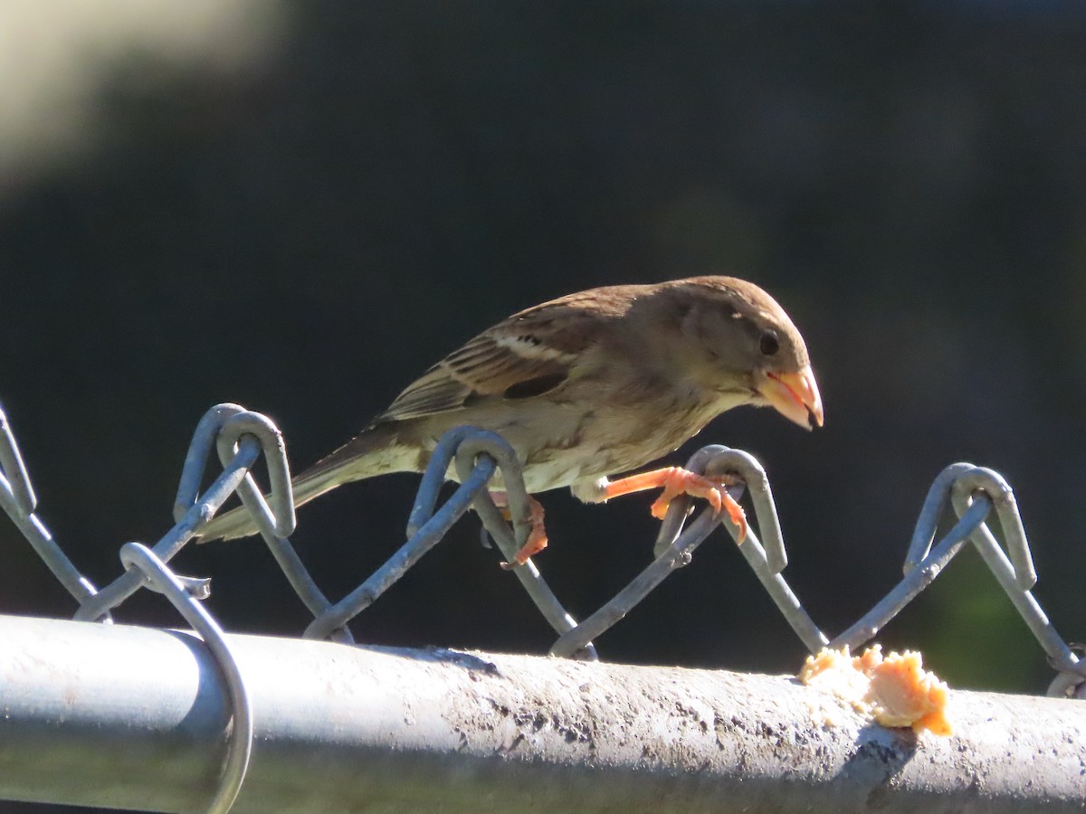 Домовый воробей - ML645757808