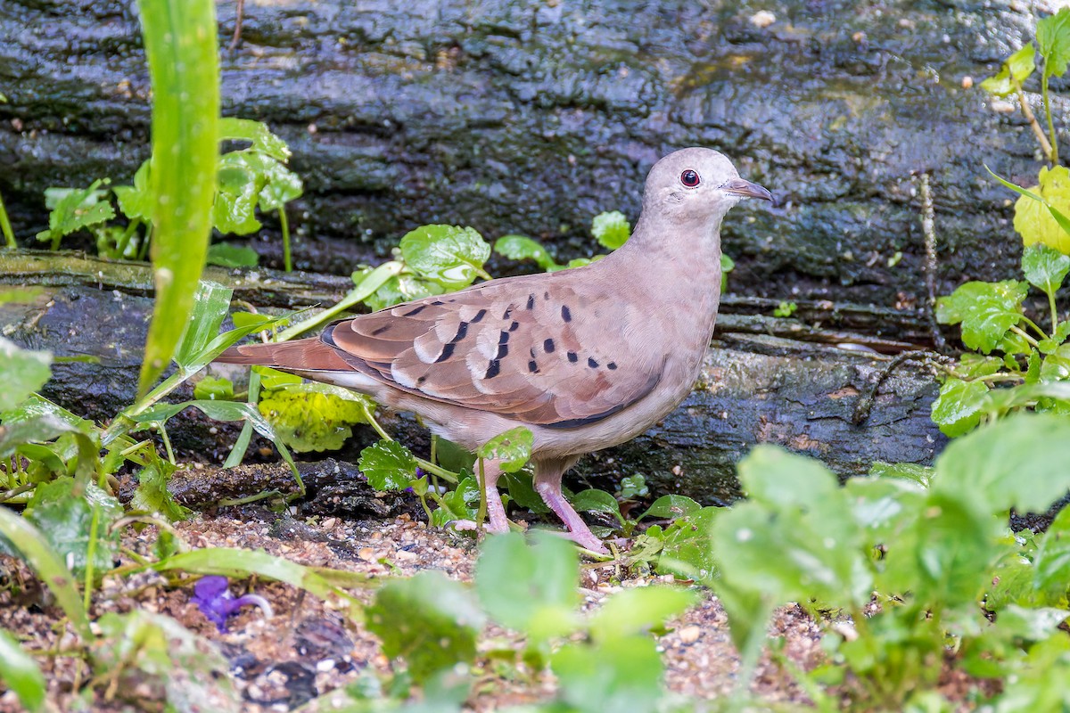 Коричневая земляная горлица - ML645757809