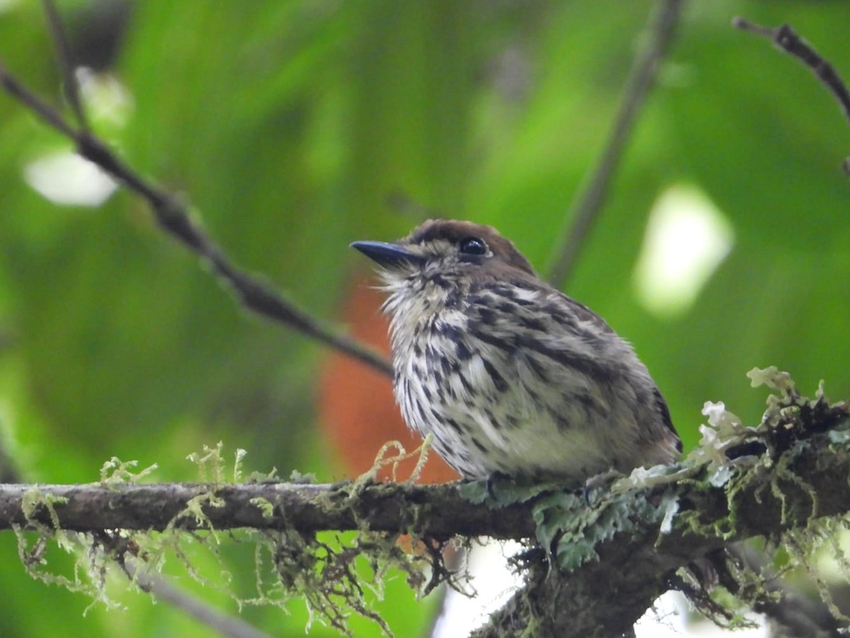 Пестробрюхая пуховка - ML645757810