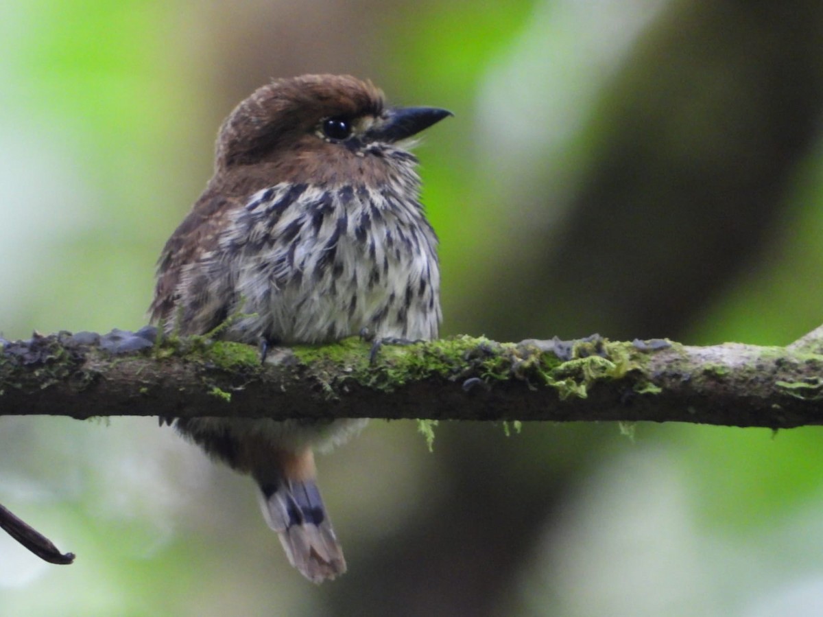 Пестробрюхая пуховка - ML645757812