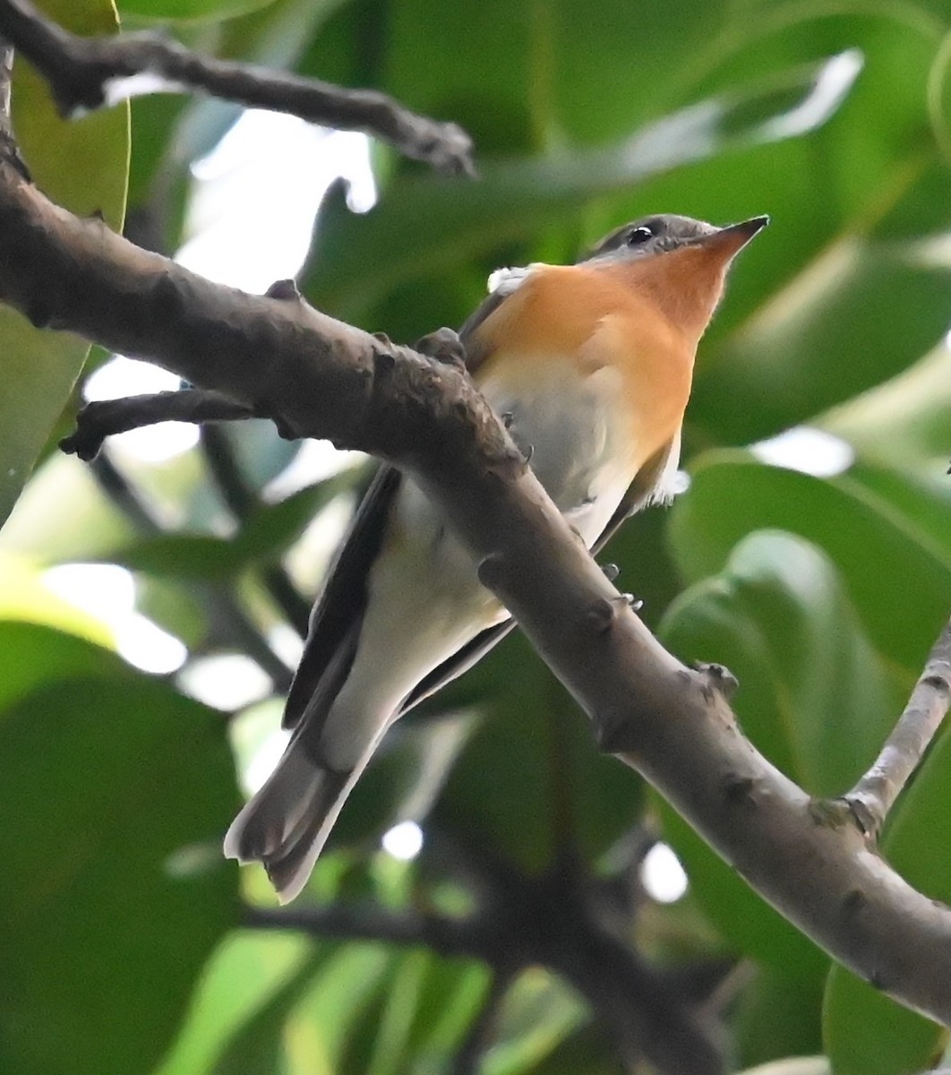 Таежная мухоловка - ML645757814