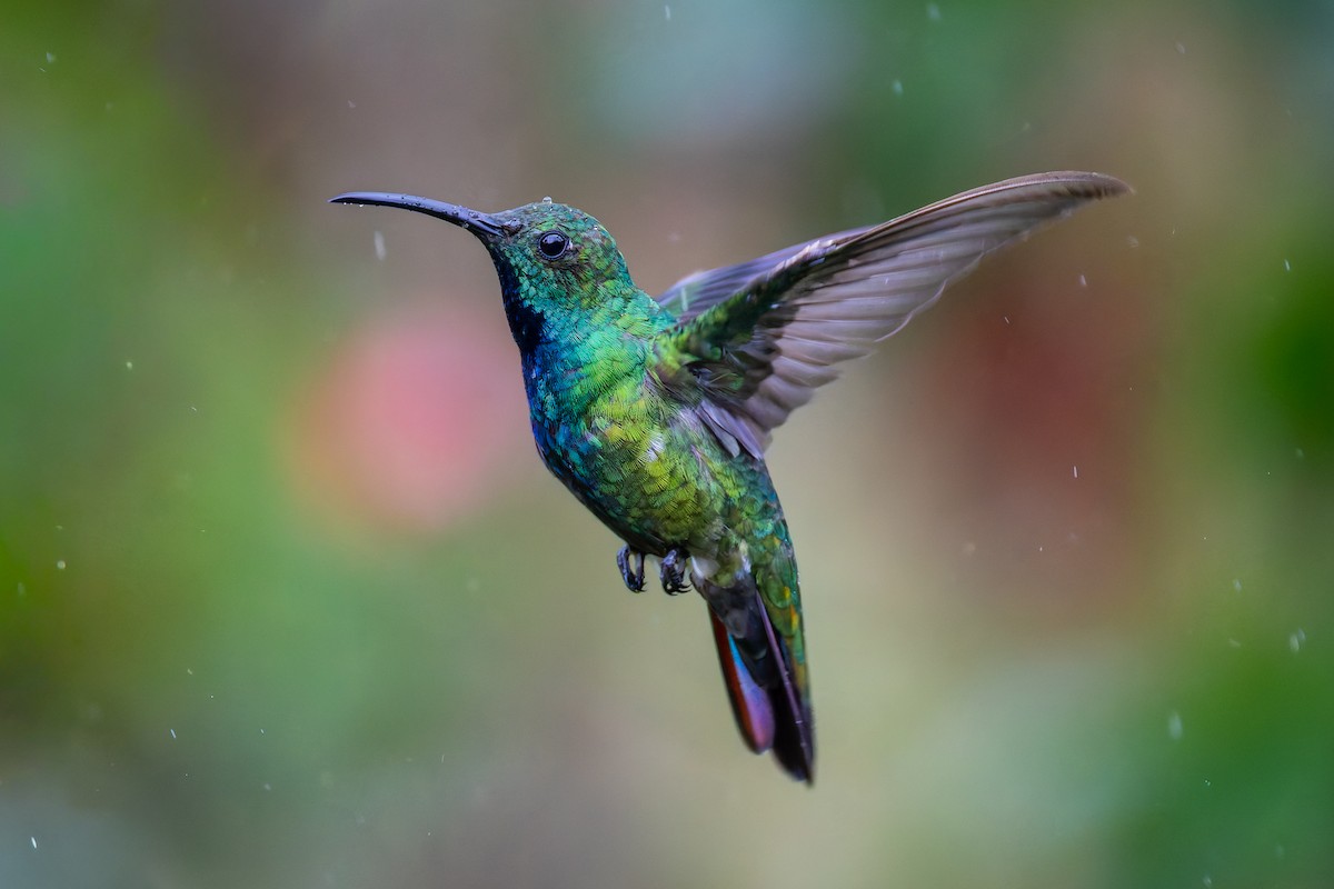 Зеленогрудый манго - ML645757815