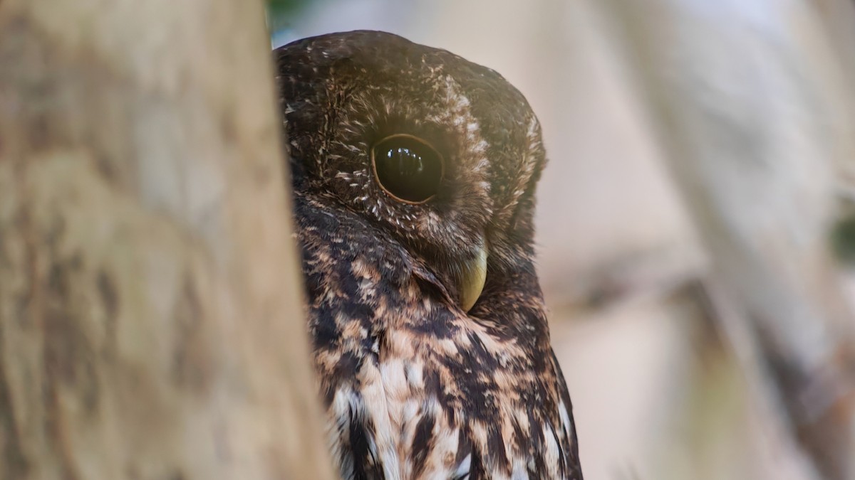 Крапчатая неясыть - ML645757817