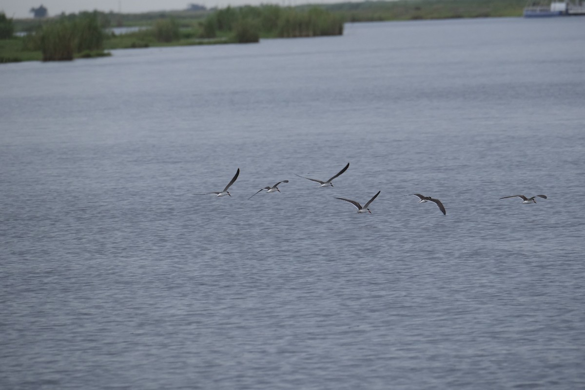 Африканский водорез - ML645757818