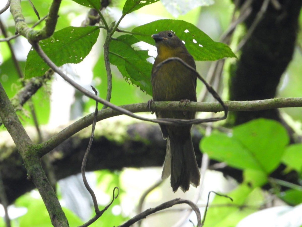 Джунглевая хабия - ML645757819