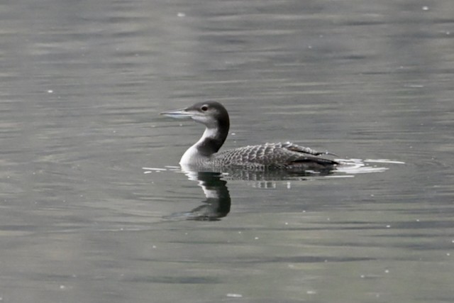 Черноклювая гагара - ML645757820