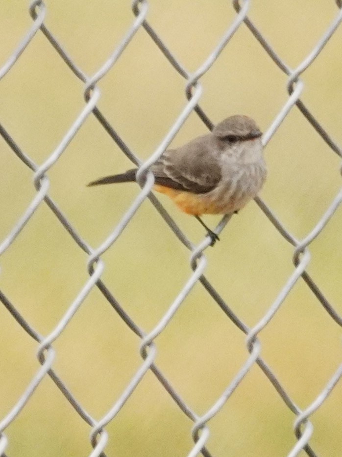 Красный мухолов - ML645757821