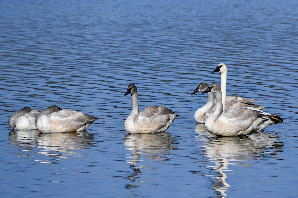 Лебедь-трубач - ML645757822