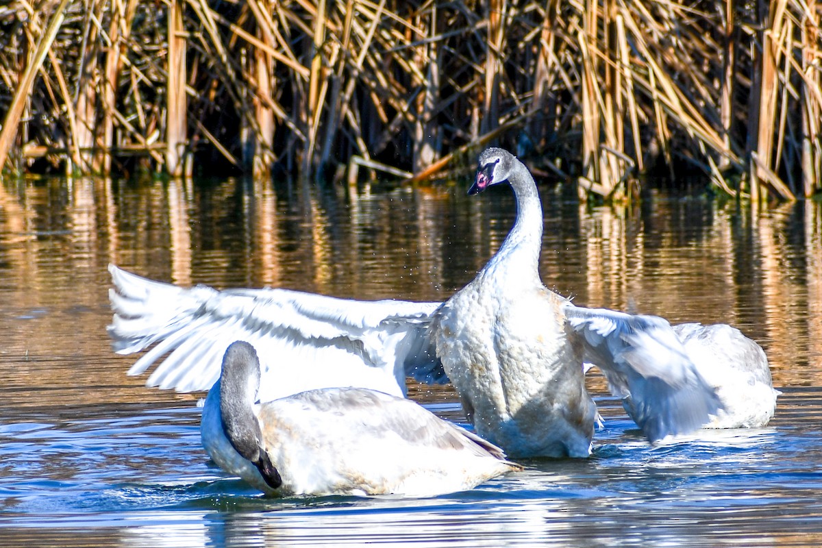 Лебедь-трубач - ML645757823