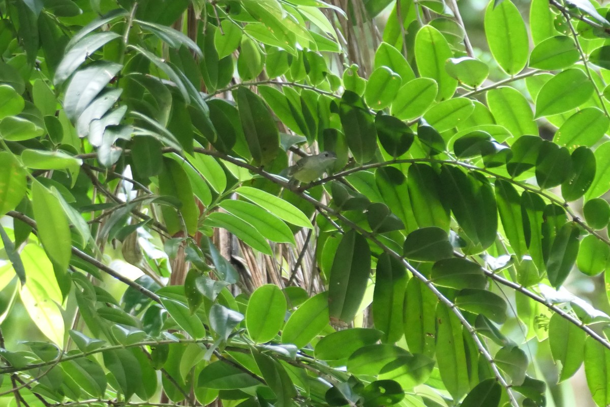 Виреоновый батарито - ML645757824