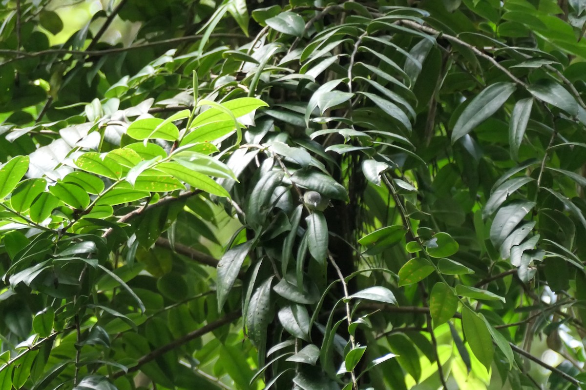 Виреоновый батарито - ML645757825