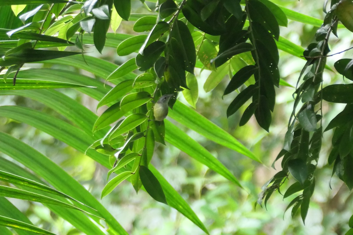 Виреоновый батарито - ML645757826