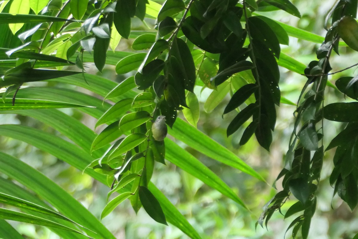 Виреоновый батарито - ML645757827