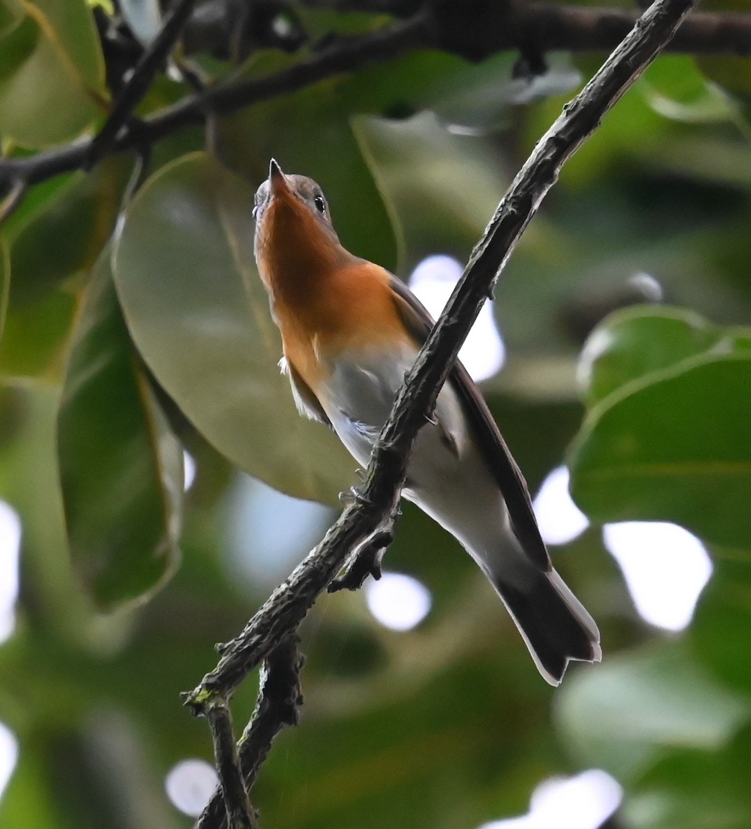 Таежная мухоловка - ML645757828