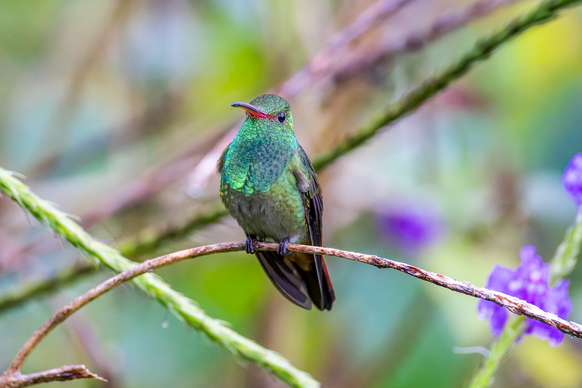 Рыжехвостая амазилия - ML645757829