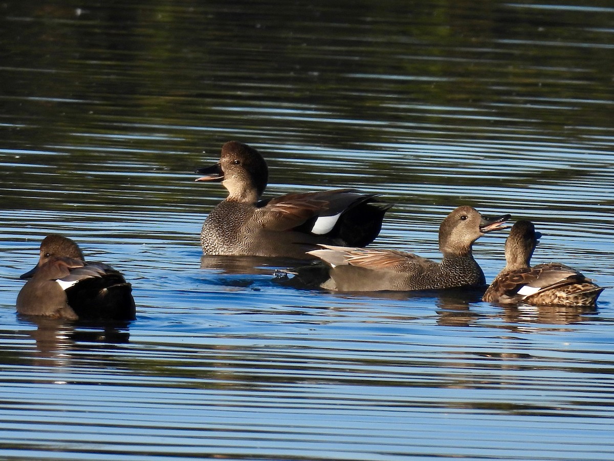 Серая утка - ML645757838