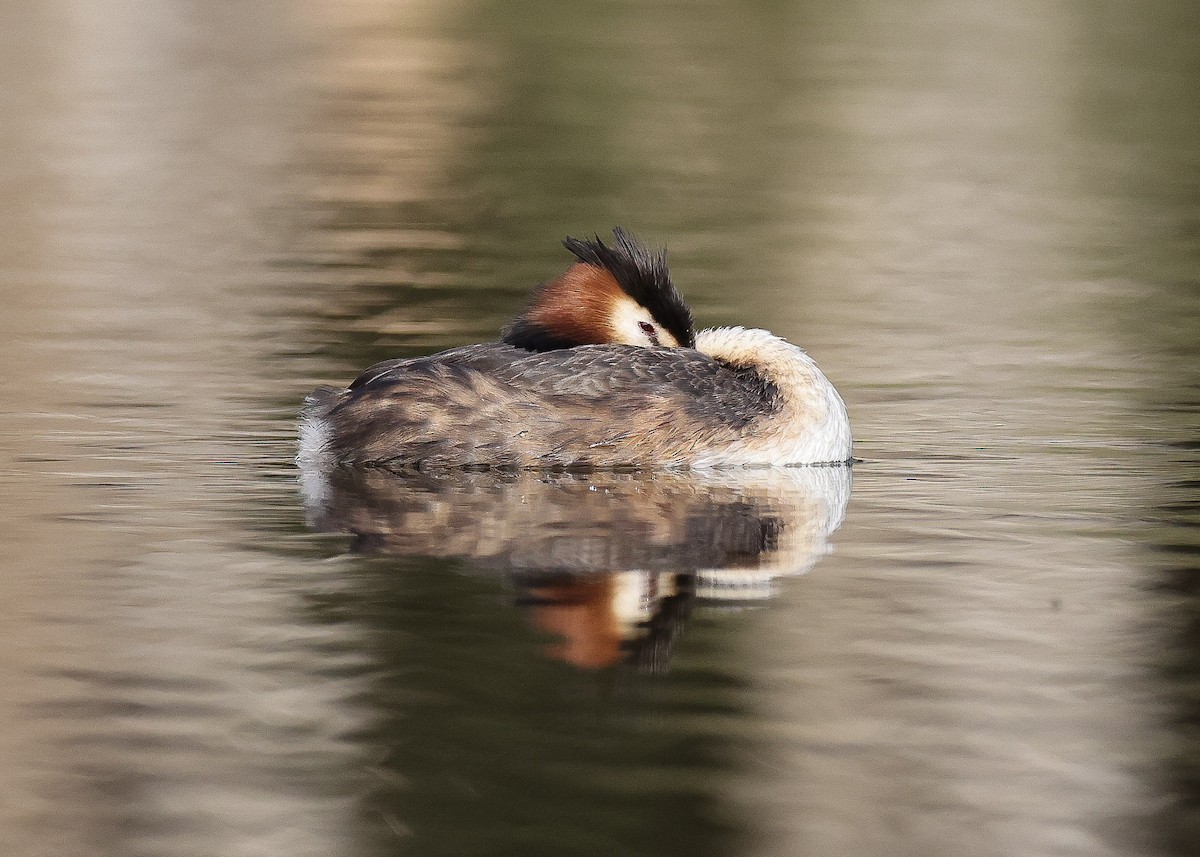 Great Crested Grebe - ML645757842
