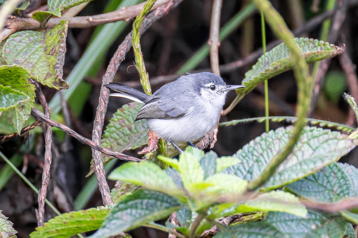 White-browed Gnatcatcher - ML645757857