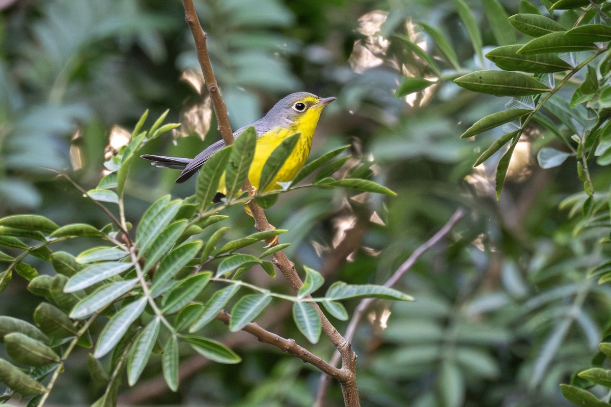 Canada Warbler - ML645757872