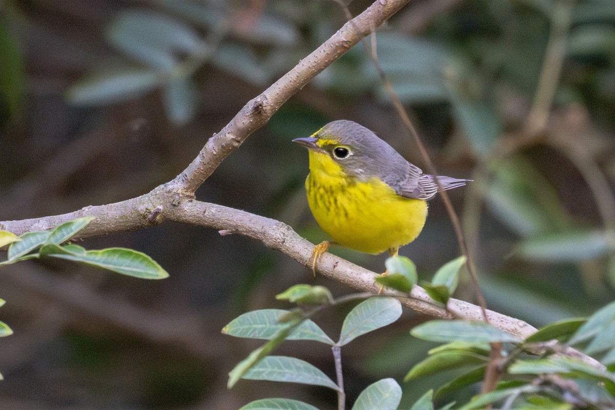 Canada Warbler - ML645757884
