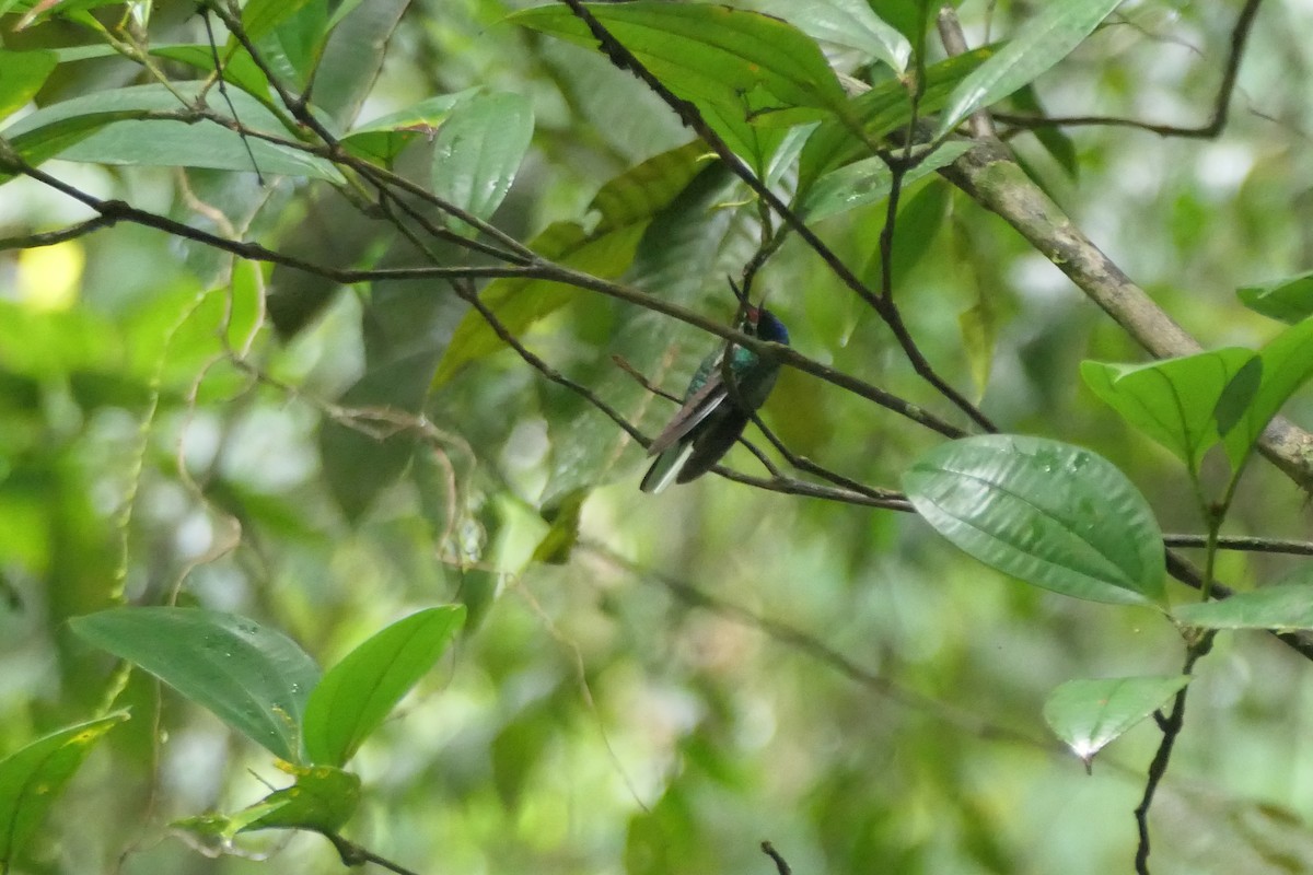 Weißschwanz-Degenflügel - ML645757892