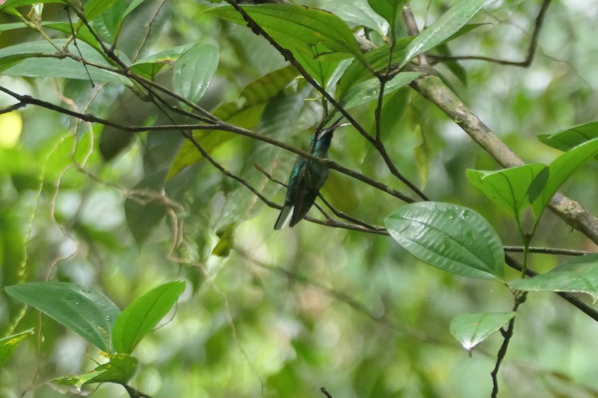 Weißschwanz-Degenflügel - ML645757893