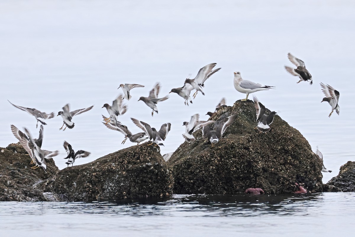 racek aljašský - ML645757894