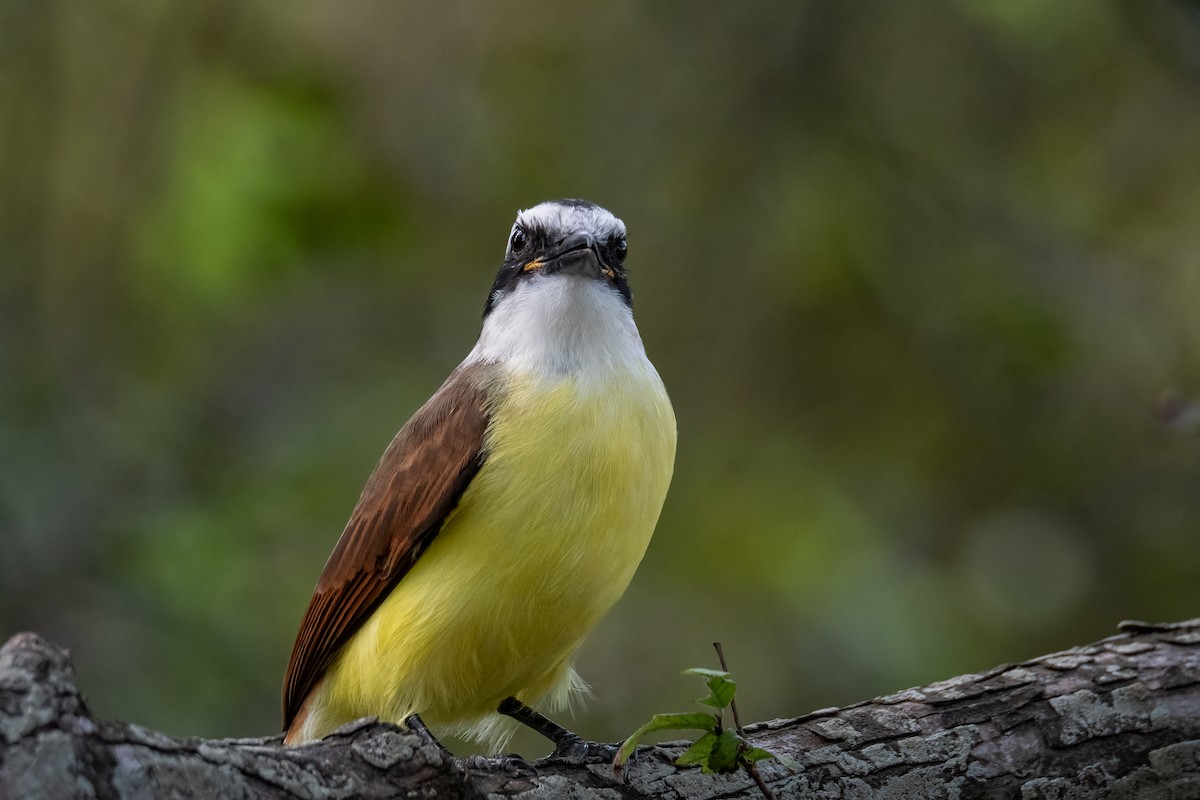 Great Kiskadee - ML645757896