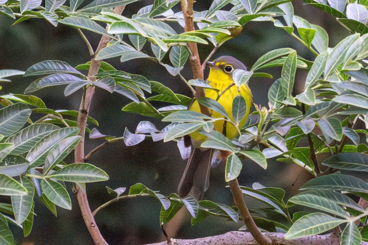 Canada Warbler - ML645757897