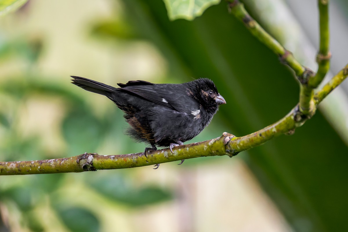 Variable Seedeater - ML645757909