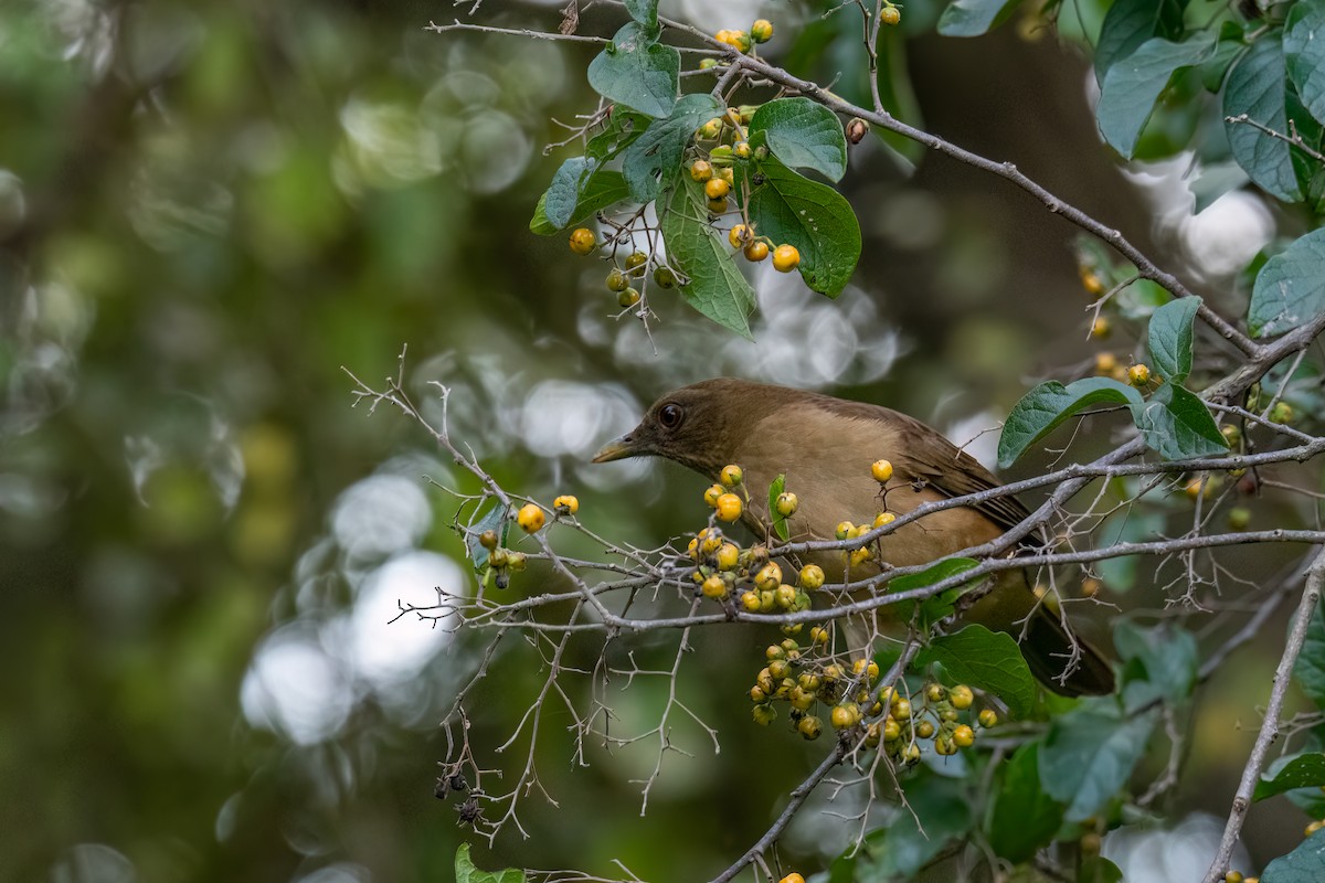 Clay-colored Thrush - ML645757916