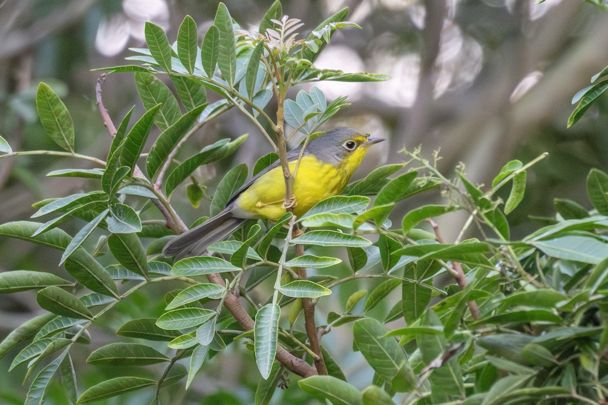 Canada Warbler - ML645757918